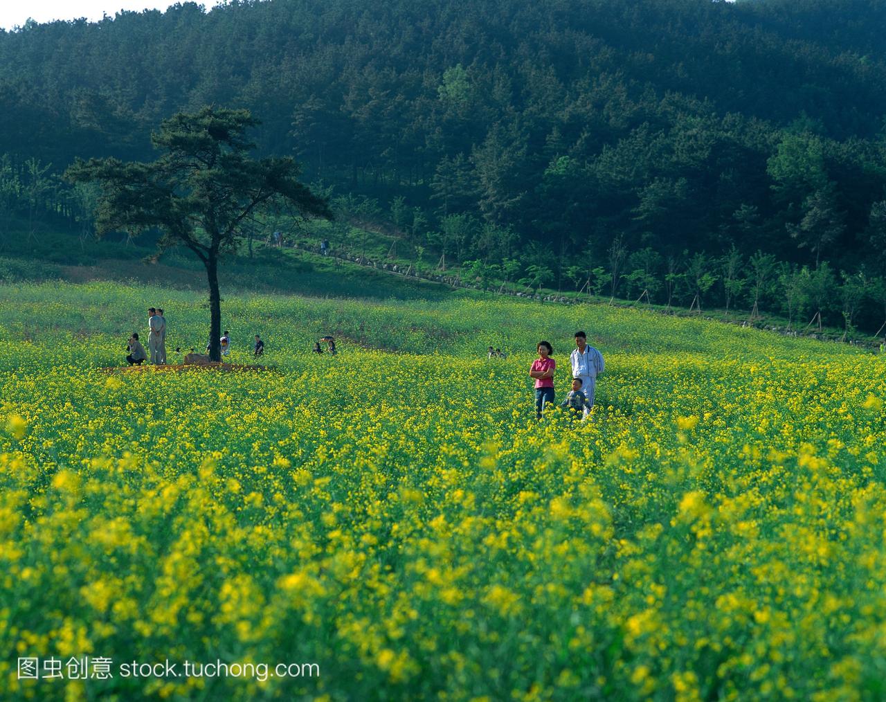 旅游,全部,园林,很多,春天,chosun,korea,picnic,