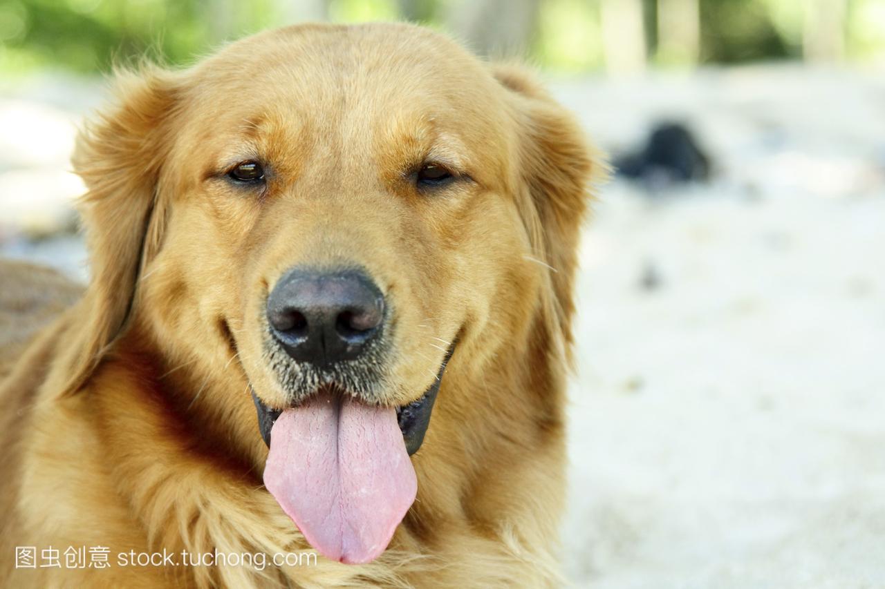 一个金毛猎犬的画像在海滩上用她的舌头摆姿势