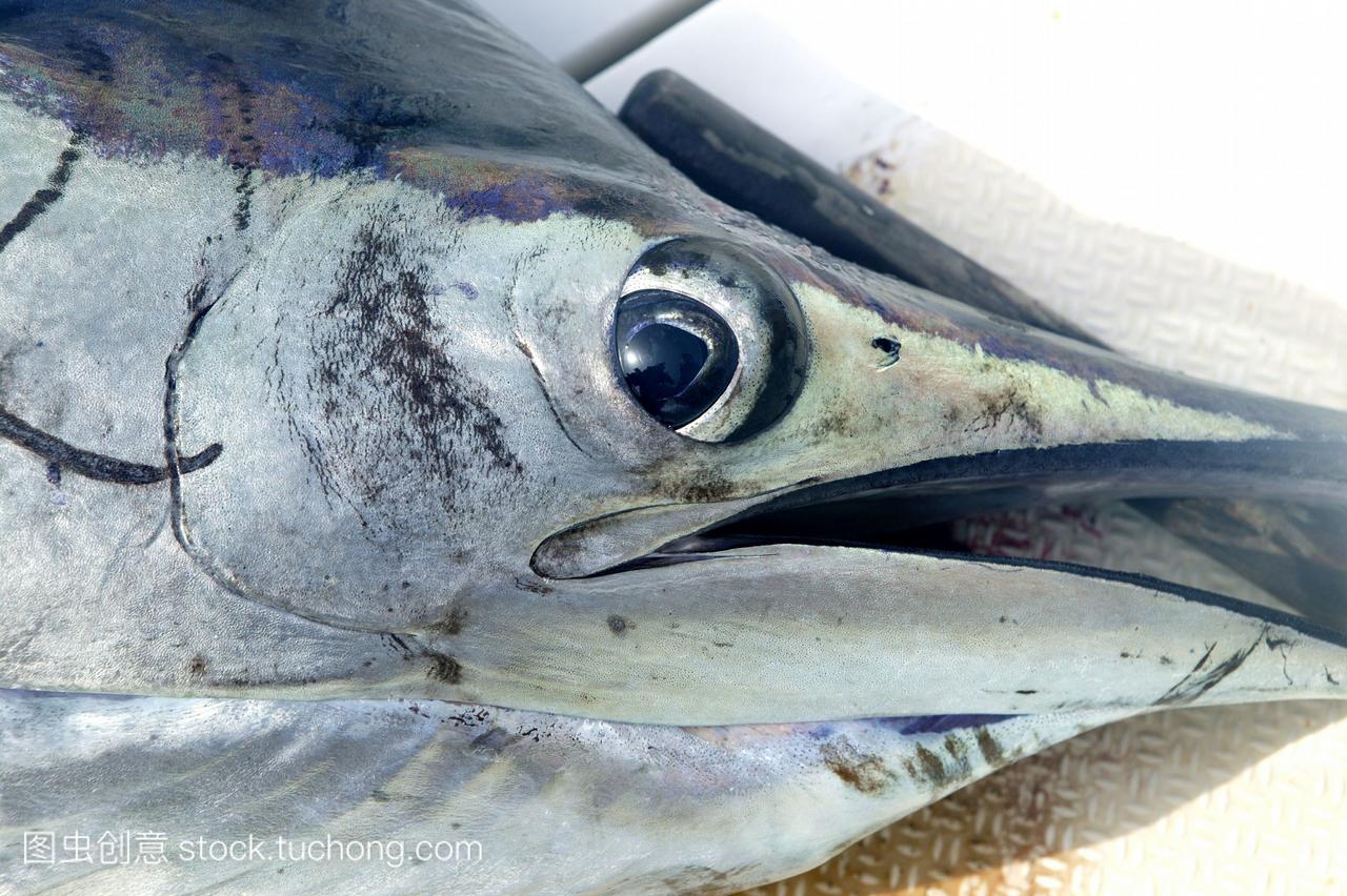 旗鱼面对宏观的特写细节的眼睛和嘴巴
