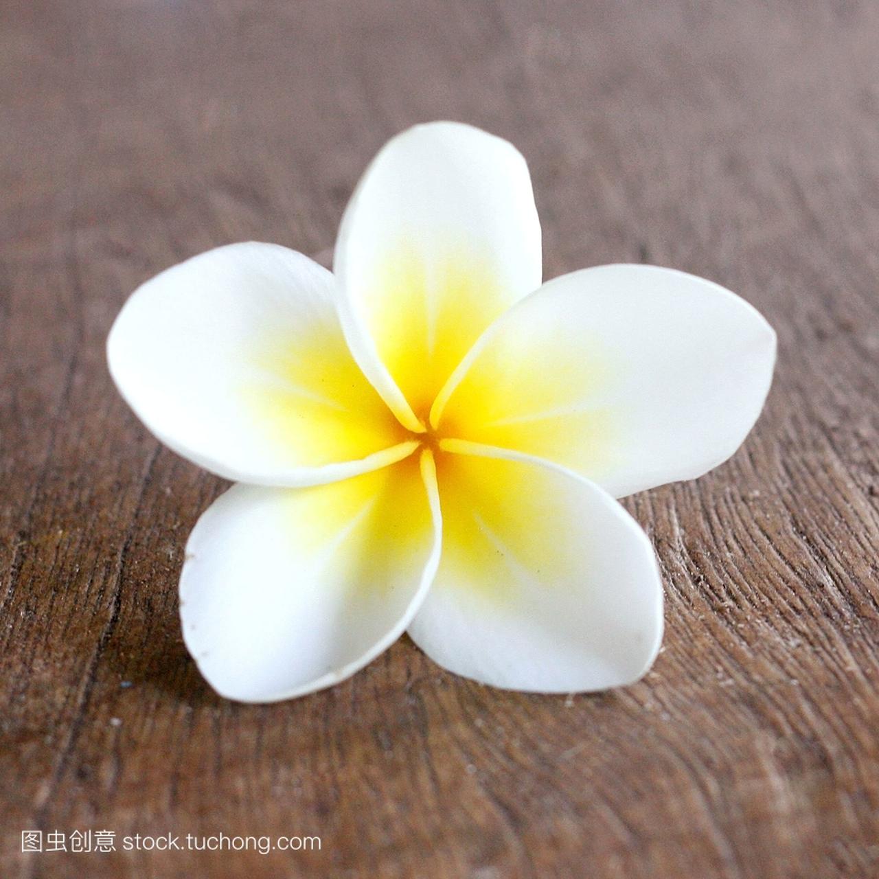 om,design,frangipani,decoration,exotic,culture,