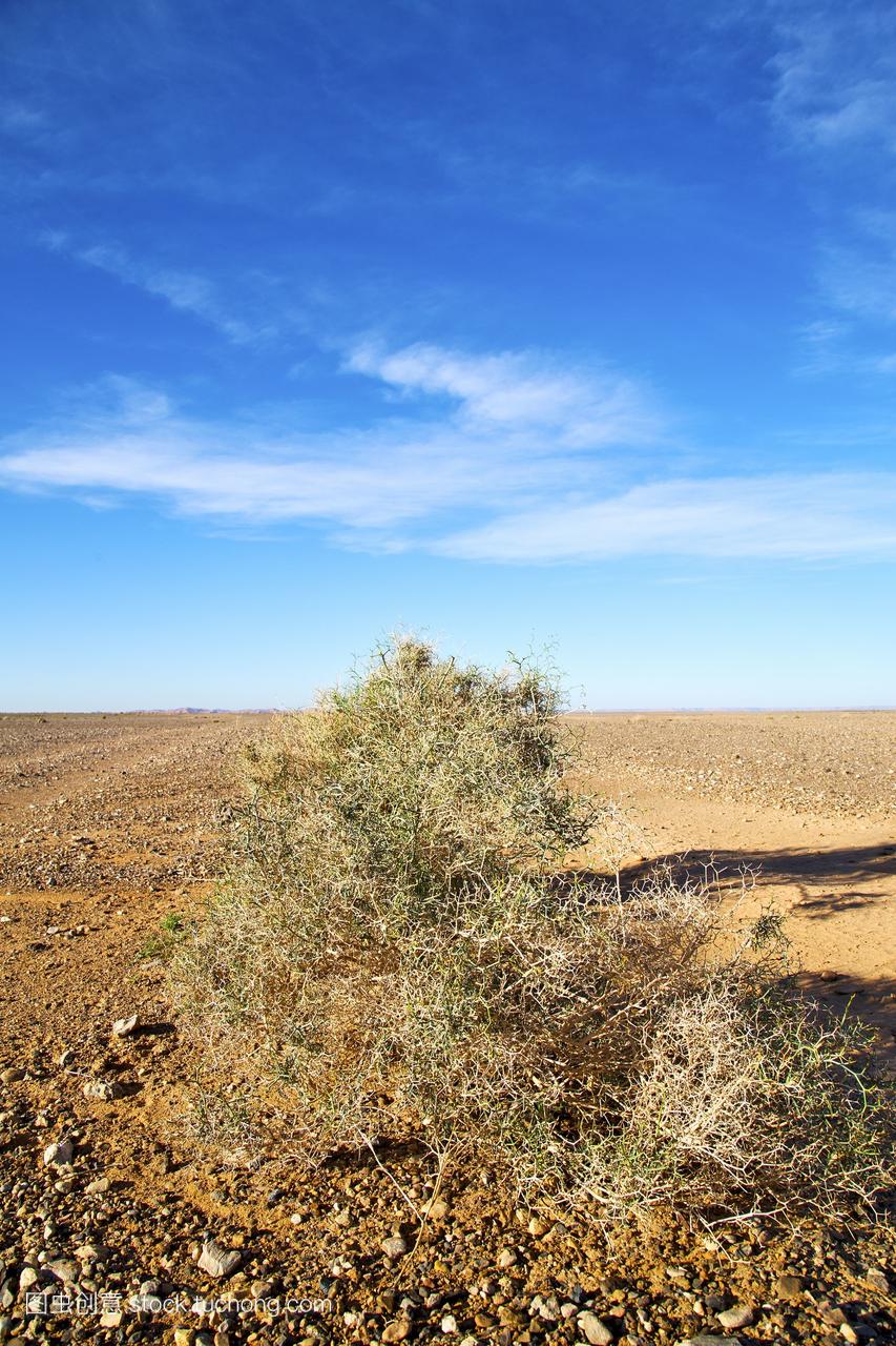 棕榈在沙漠oasi摩洛哥撒哈拉沙漠沙丘