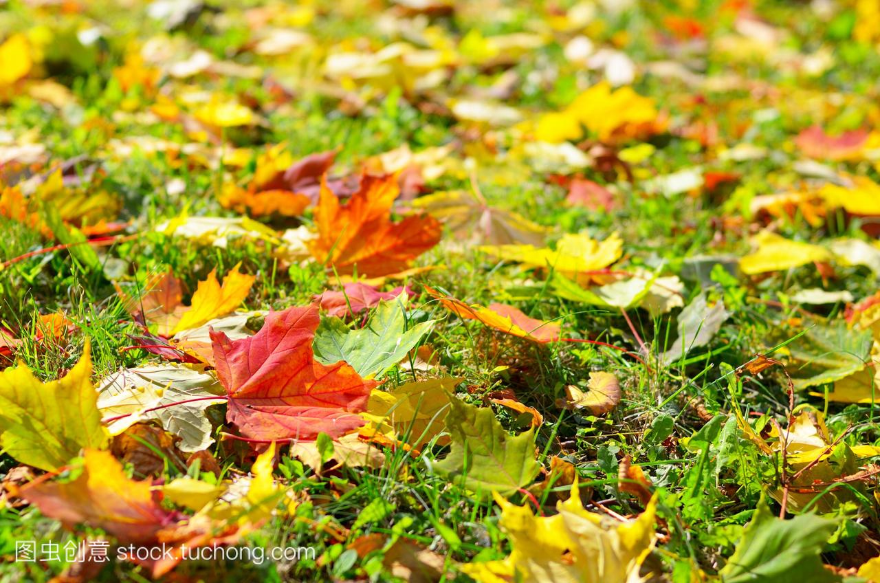 金色的枫叶在秋天的公园里落下