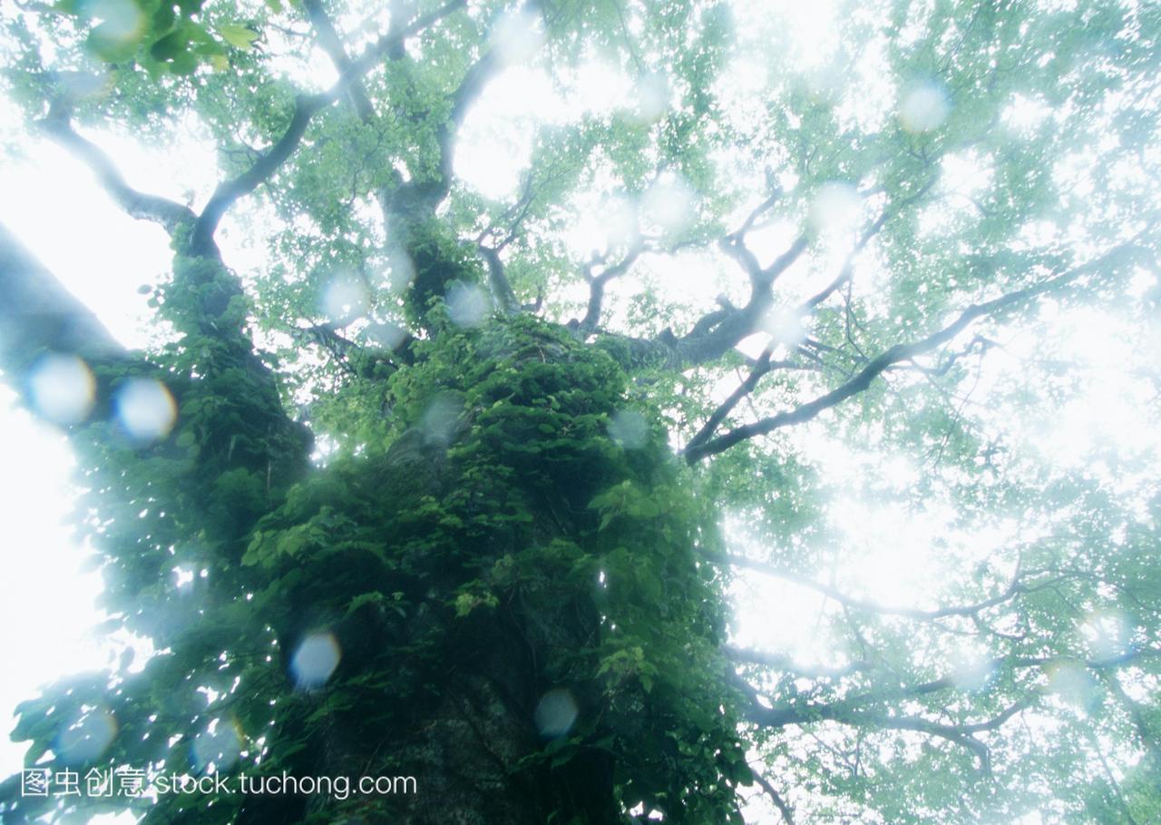 f,Big Tree,Rain,Branch,Photography,Weather,L