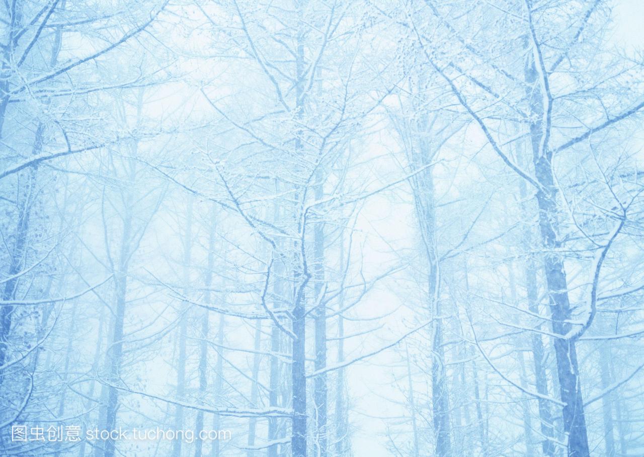 自然,北海道州,日本,低温,雪,天气,树,暴风雪,神秘