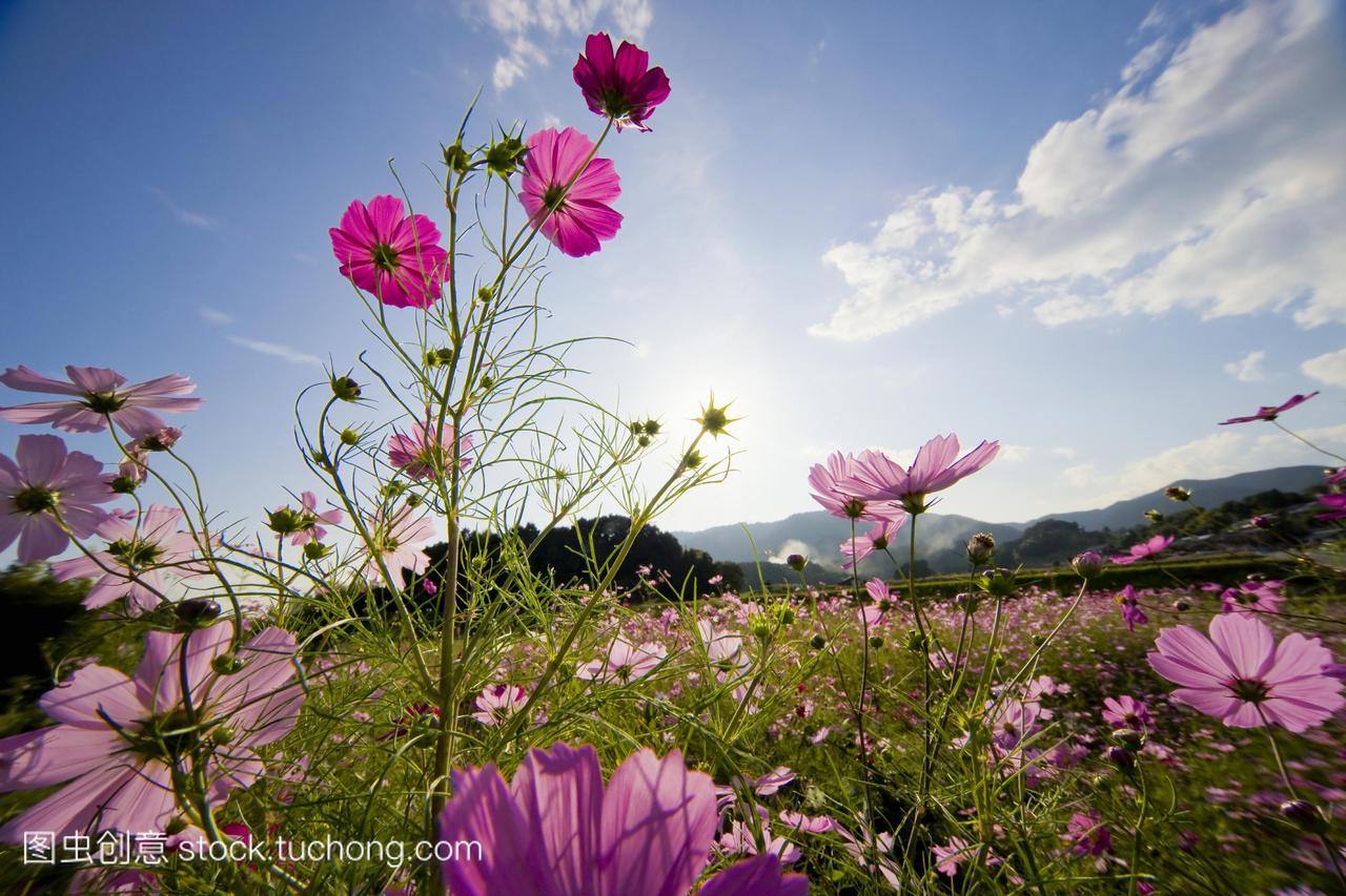宇宙的花。大津志贺县日本
