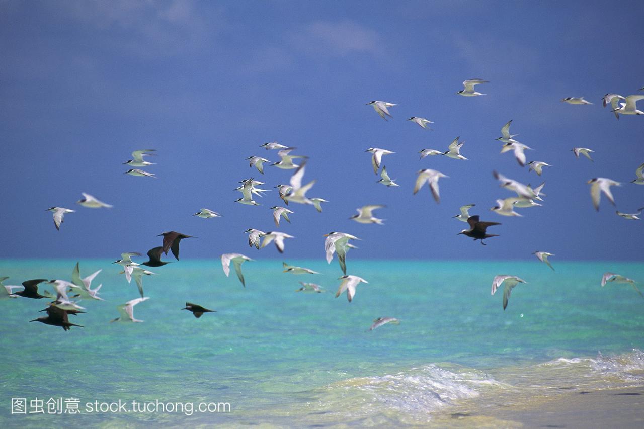 美丽,鸟类,生物,相伴,晴天,风光旅游,Day,Maldiv