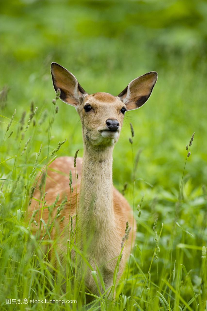 梅花鹿小鹿在草地上知床半岛rausu日本北海道