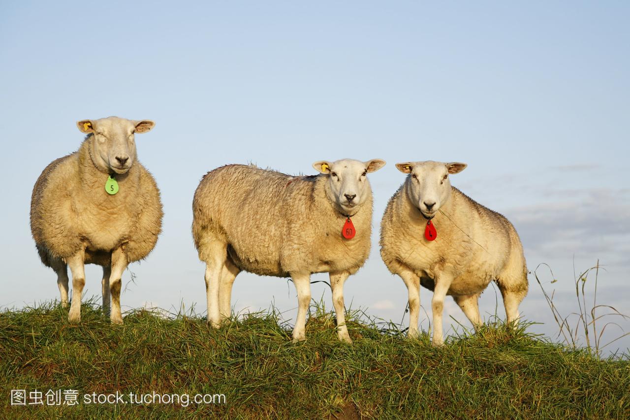 羊吃草在蓝天下的一个领域。荷兰欧洲
