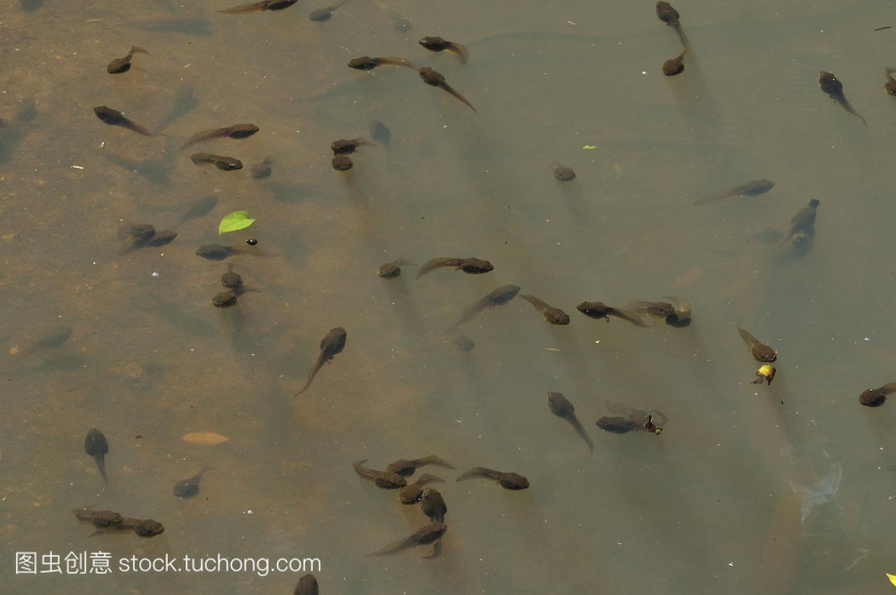 日本本州的千叶县,蝌蚪在水里游泳