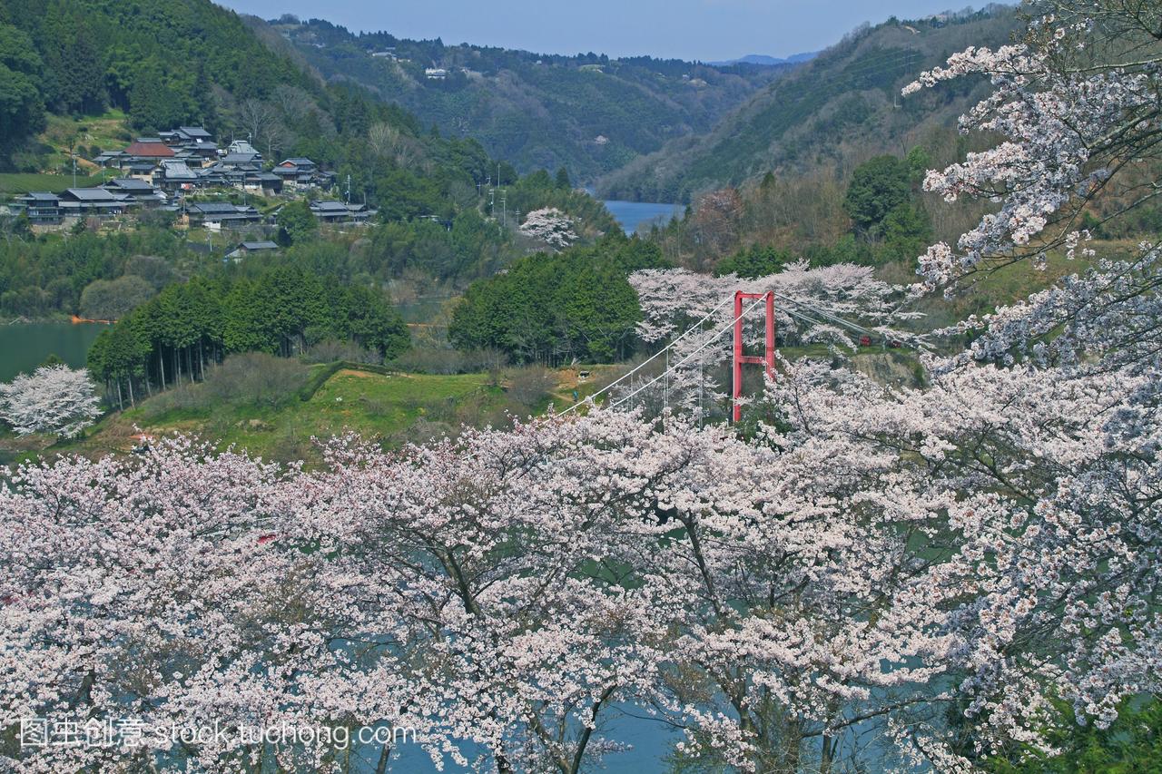 樱花盛开tsukigase