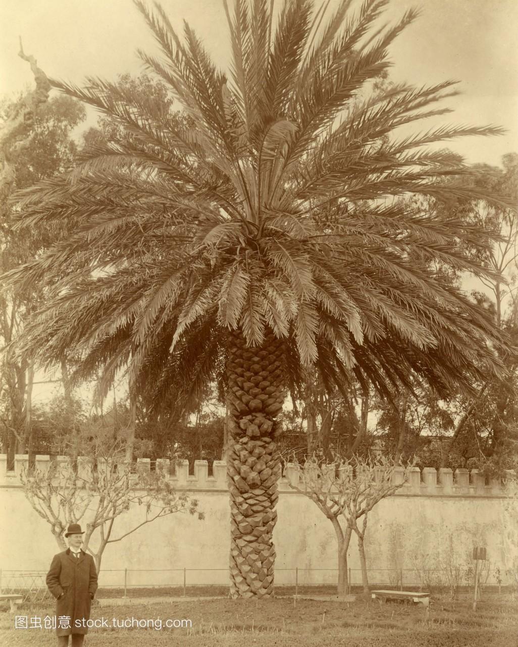 在意大利那不勒斯的大棕榈树旁的一个男人