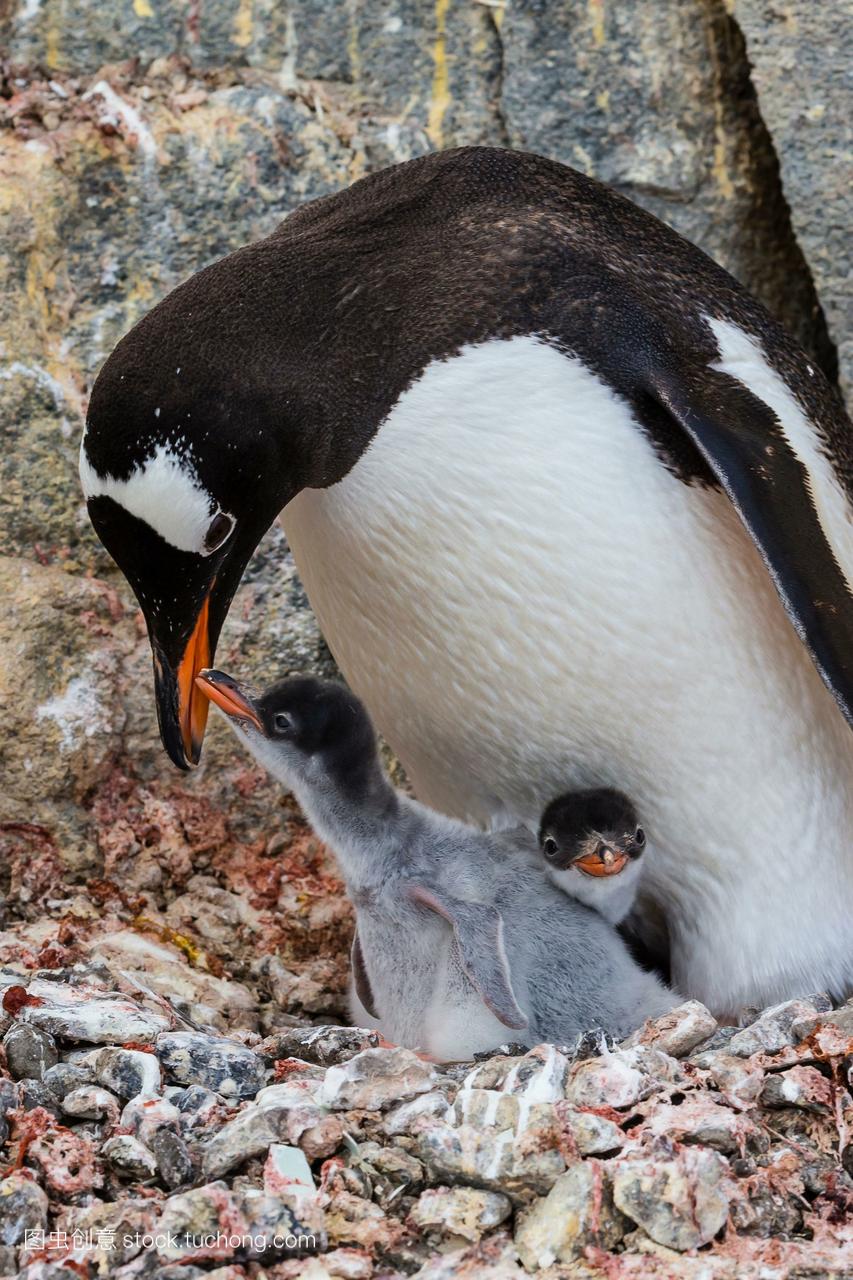 在南极洲的英国基地,两只年轻的巴布亚企鹅宝