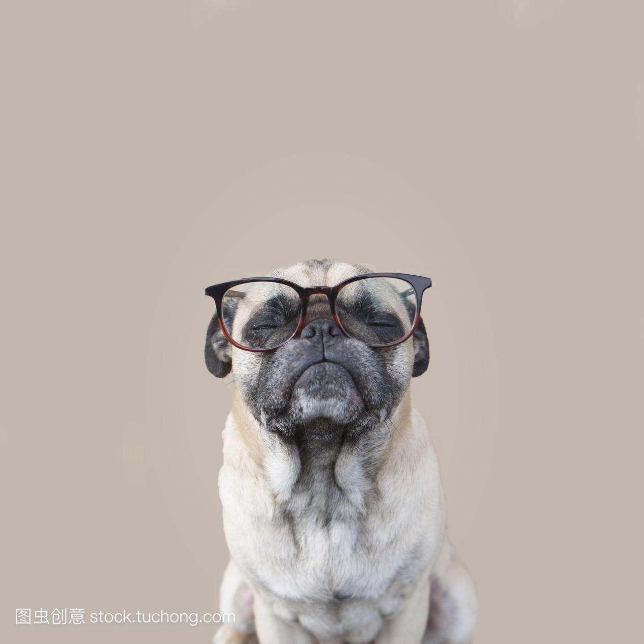 一只小狗戴着眼镜的肖像