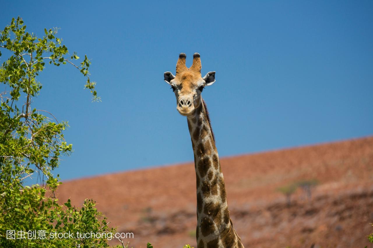 desert-adapted长颈鹿的肖像Giraffa鹿豹座