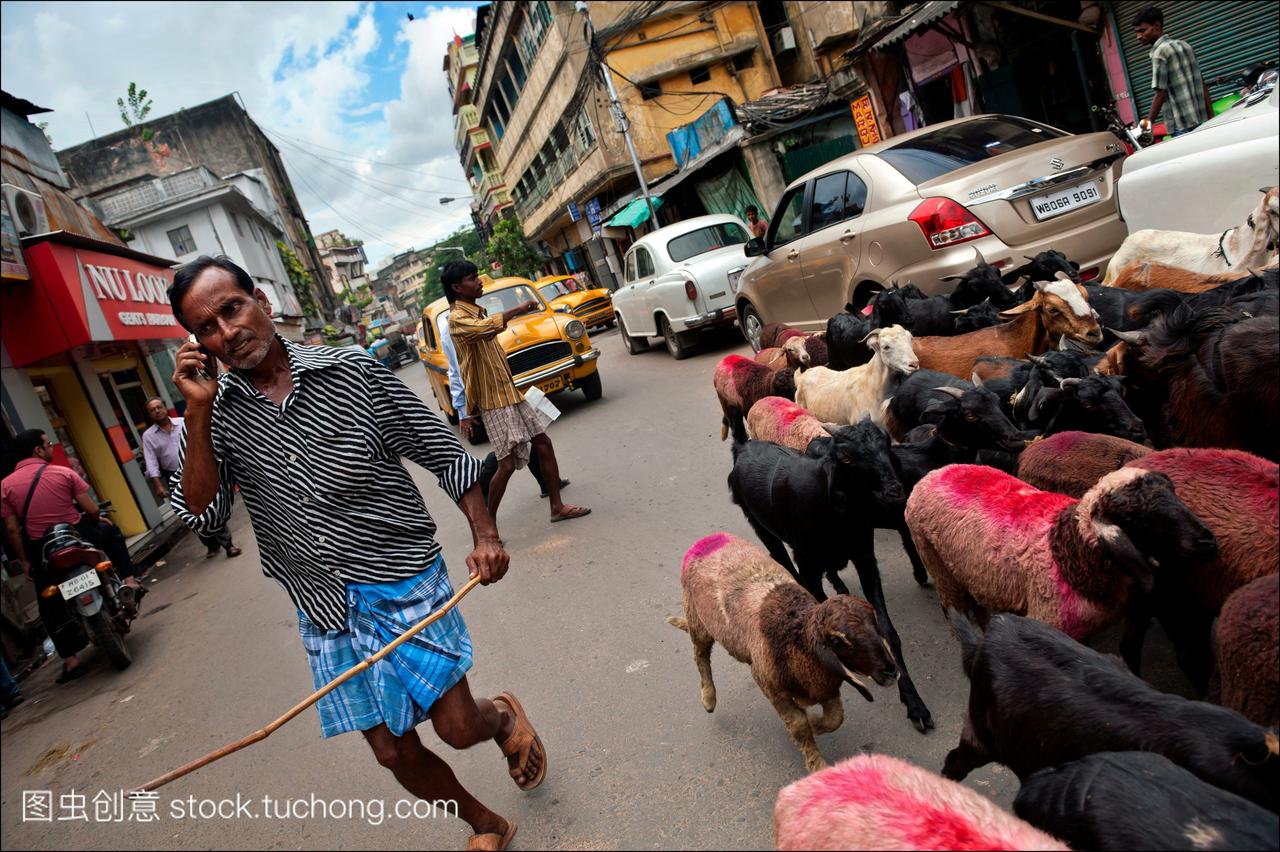 一名牧羊人驾驶着他的羊群穿过加尔各答市中心