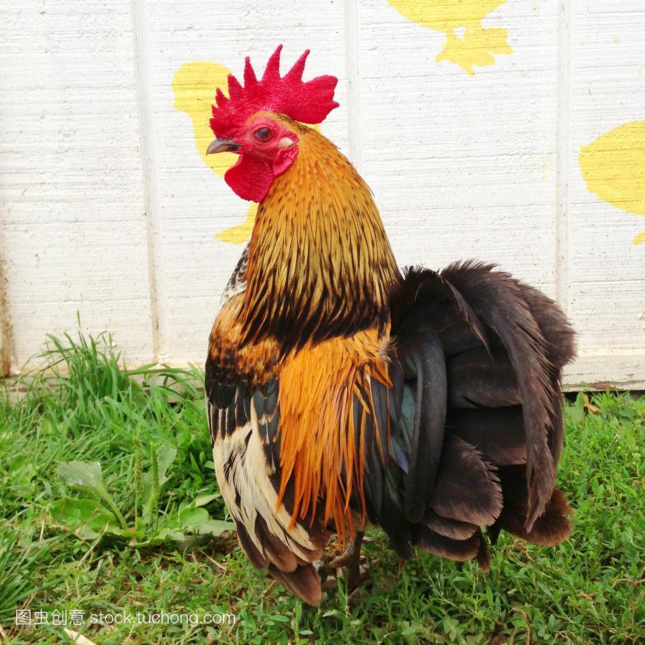 一只公鸡的画像在农场美国马里兰州