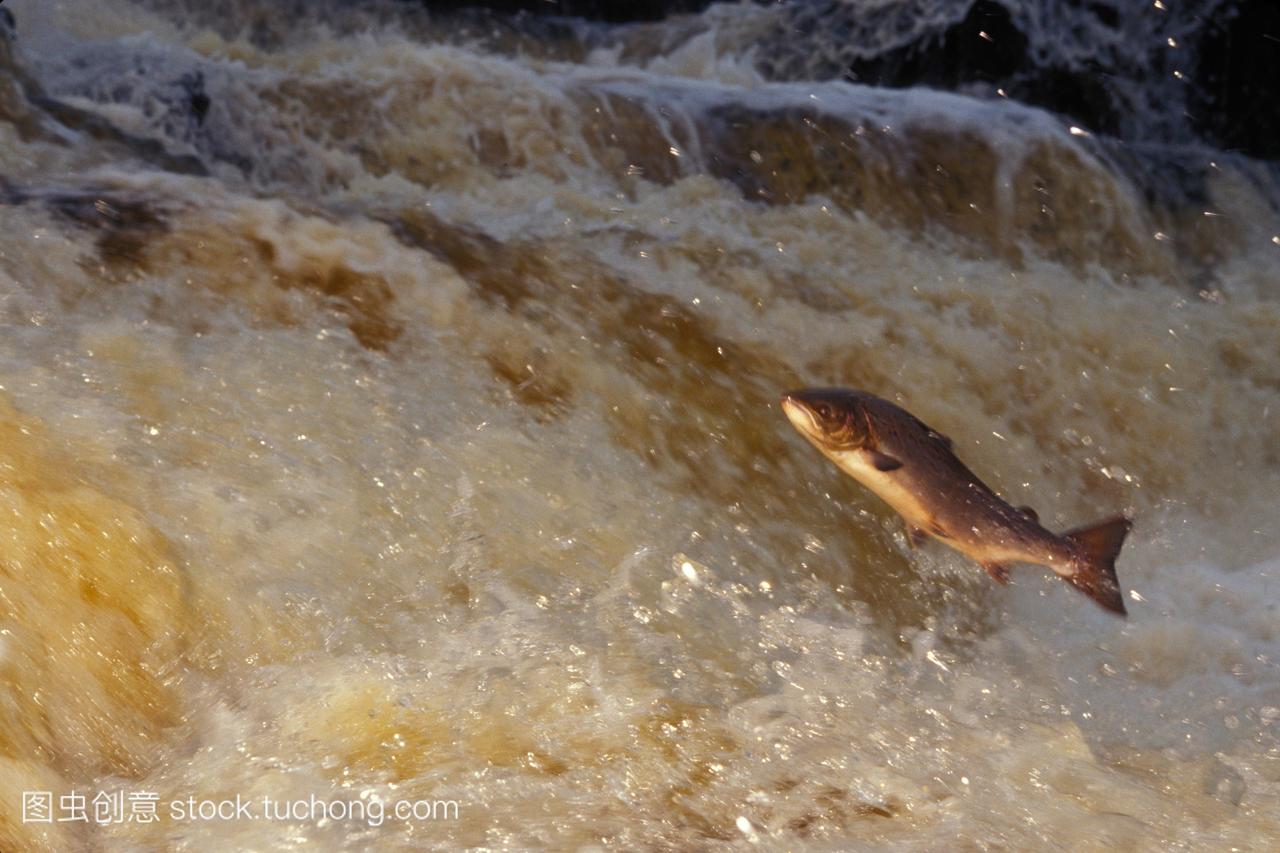 一条大西洋鲑鱼逆流而上,跳上瀑布。