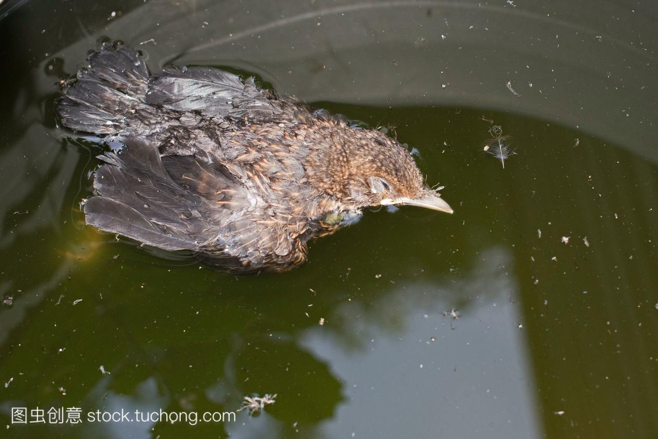 羽翼未丰的黑鸟Turdusmerula淹死在水桶在英国