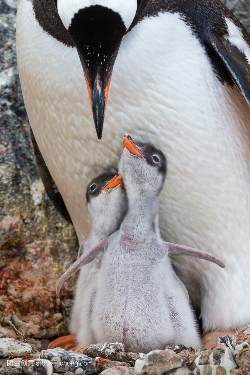 在南极洲的英国基地,两只年轻的巴布亚企鹅宝