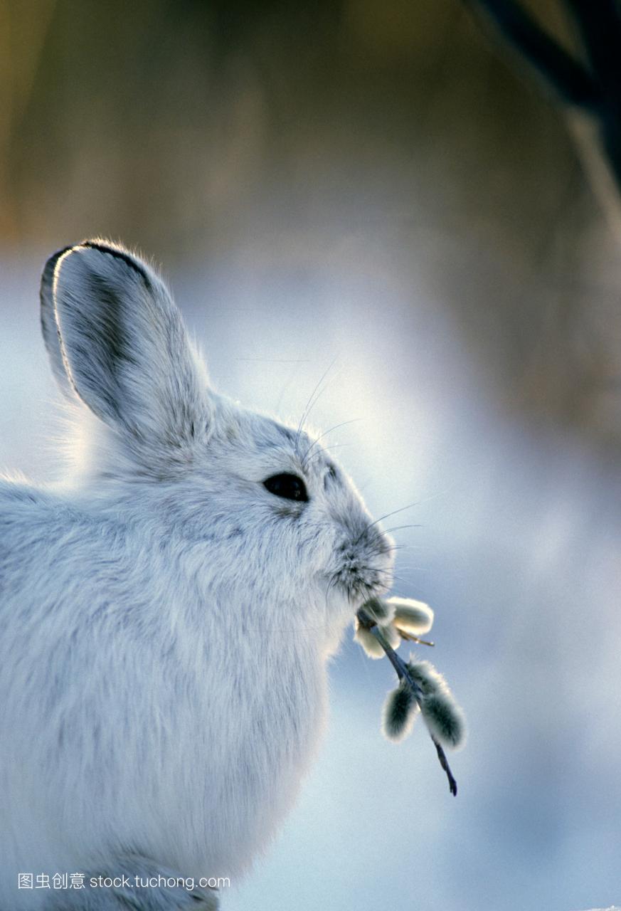 雪鞋兔美国slana,阿拉斯加。