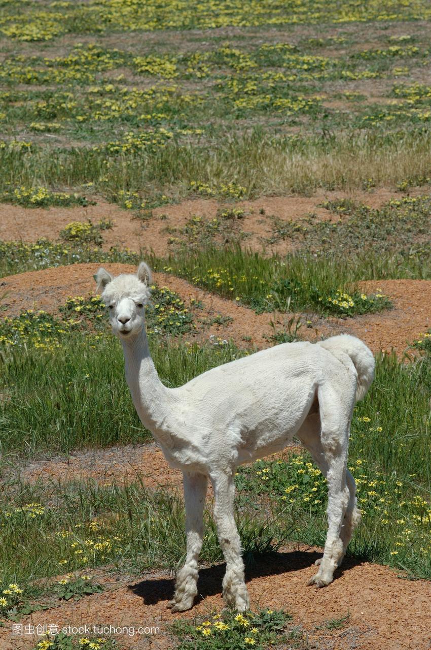 澳大利亚,羊驼站在草地上