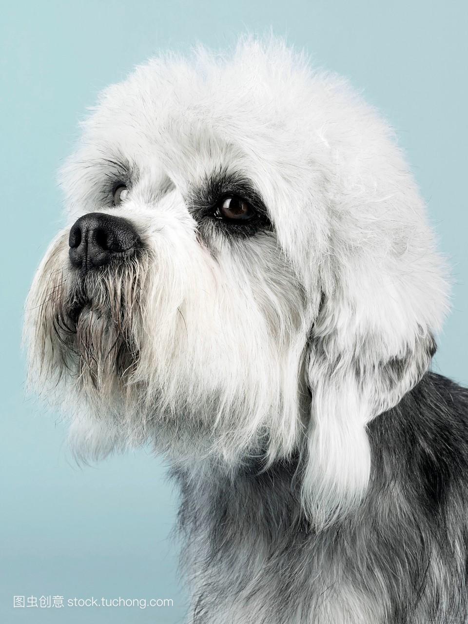 一幅丹迪丁蒙梗狗的肖像。