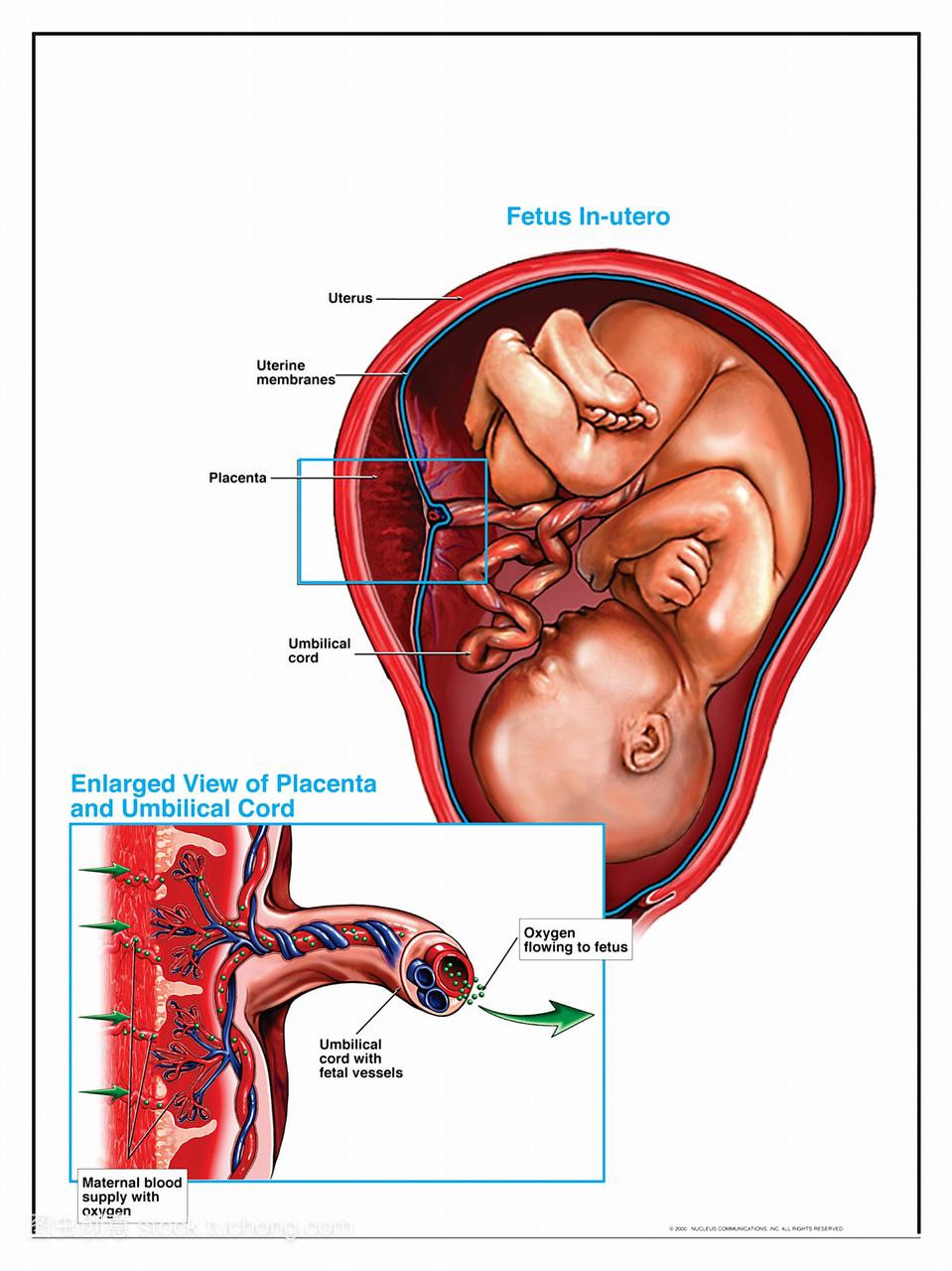 胎儿母体和胎儿血液循环母胎交换