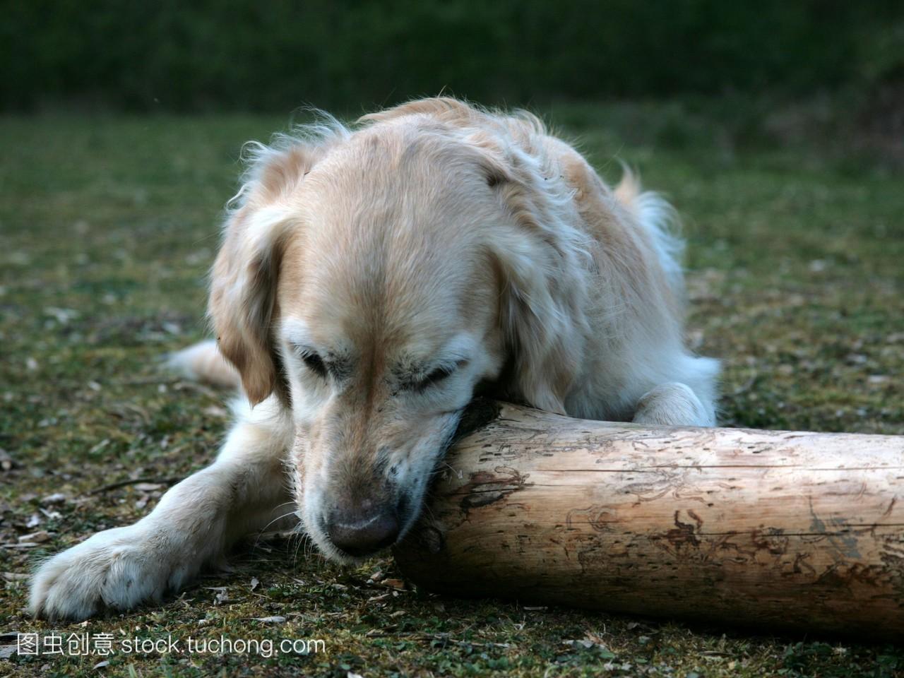 金毛猎犬咀嚼一些木头。