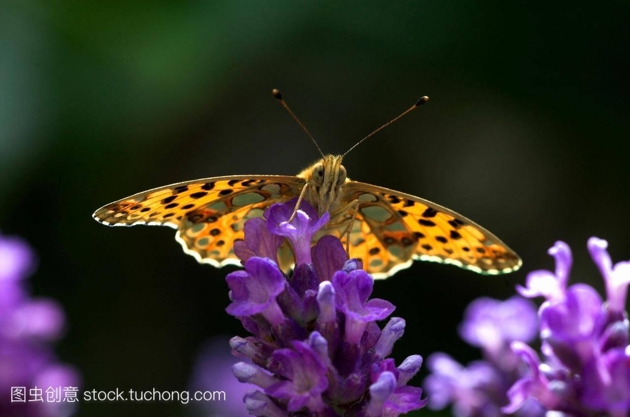 西班牙的贝母蝶是欧洲移民到英国的欧洲移民,