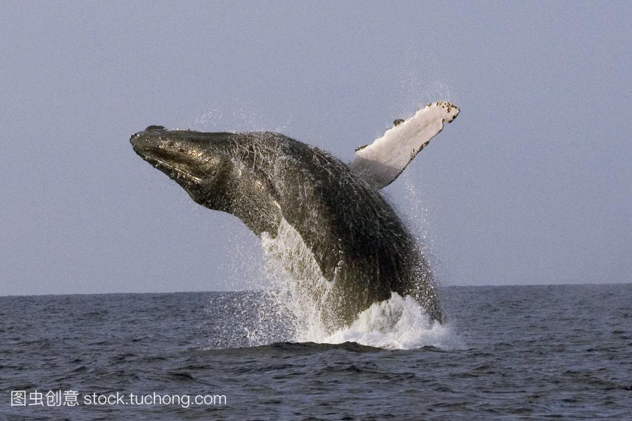 美国,座头鲸megapteranovaeangliae呼吸;夏威夷群岛