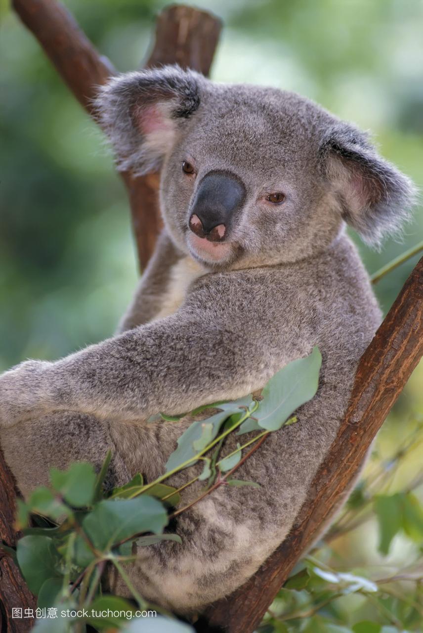 澳大利亚,一只考拉坐在树上,看着摄像机