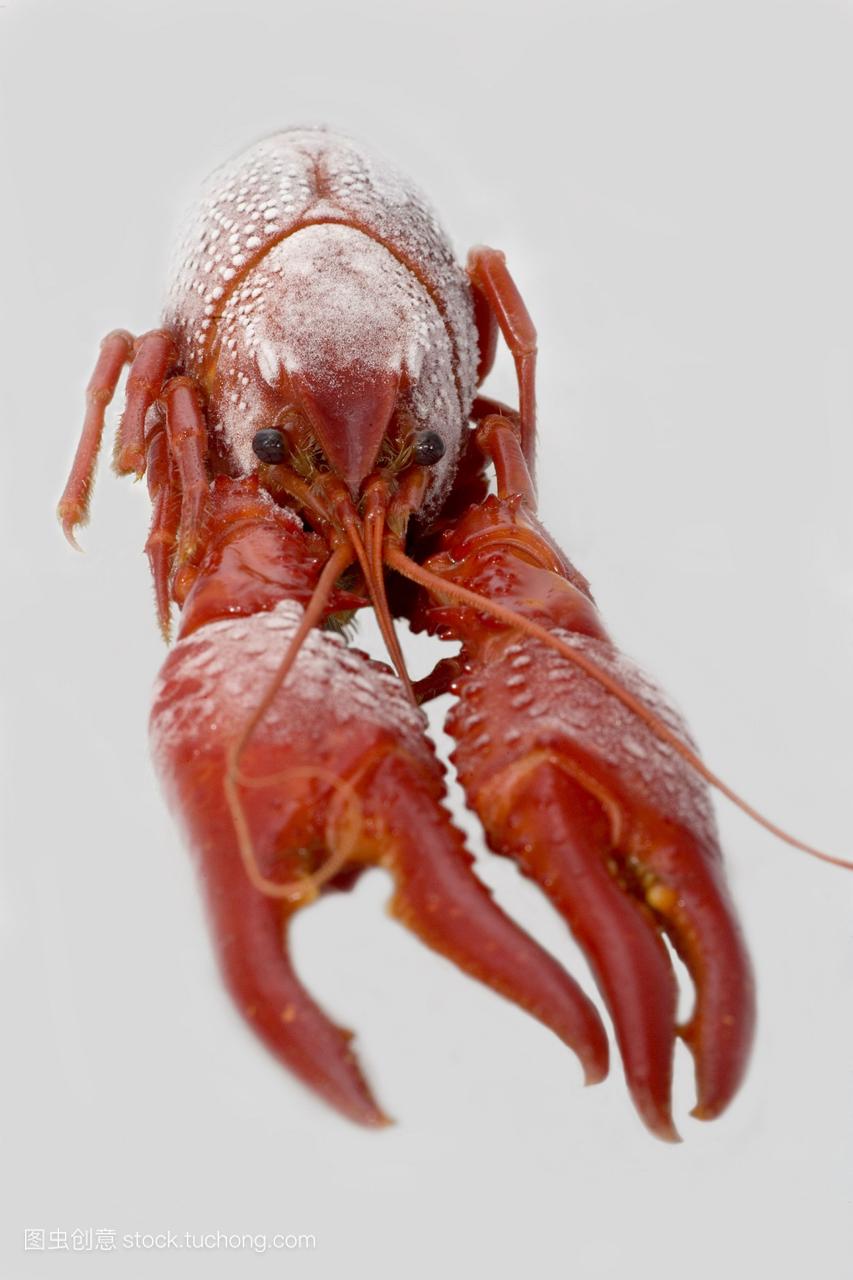 animal,astacus,crabs,crawfish,crab,crayfish,