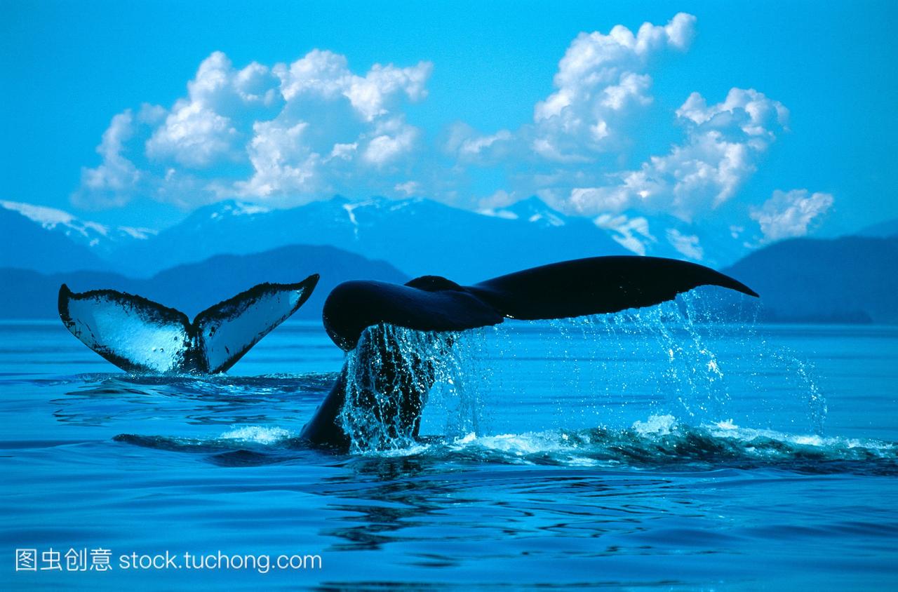 直流阿拉斯加冰冷的海峡两座头鲸最远尾尾鳍冰