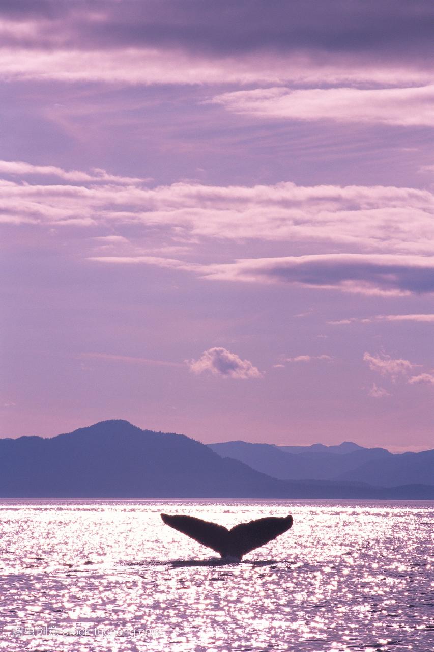 阿拉斯加,斯蒂芬斯海峡,座头鲸大翅目,novaean