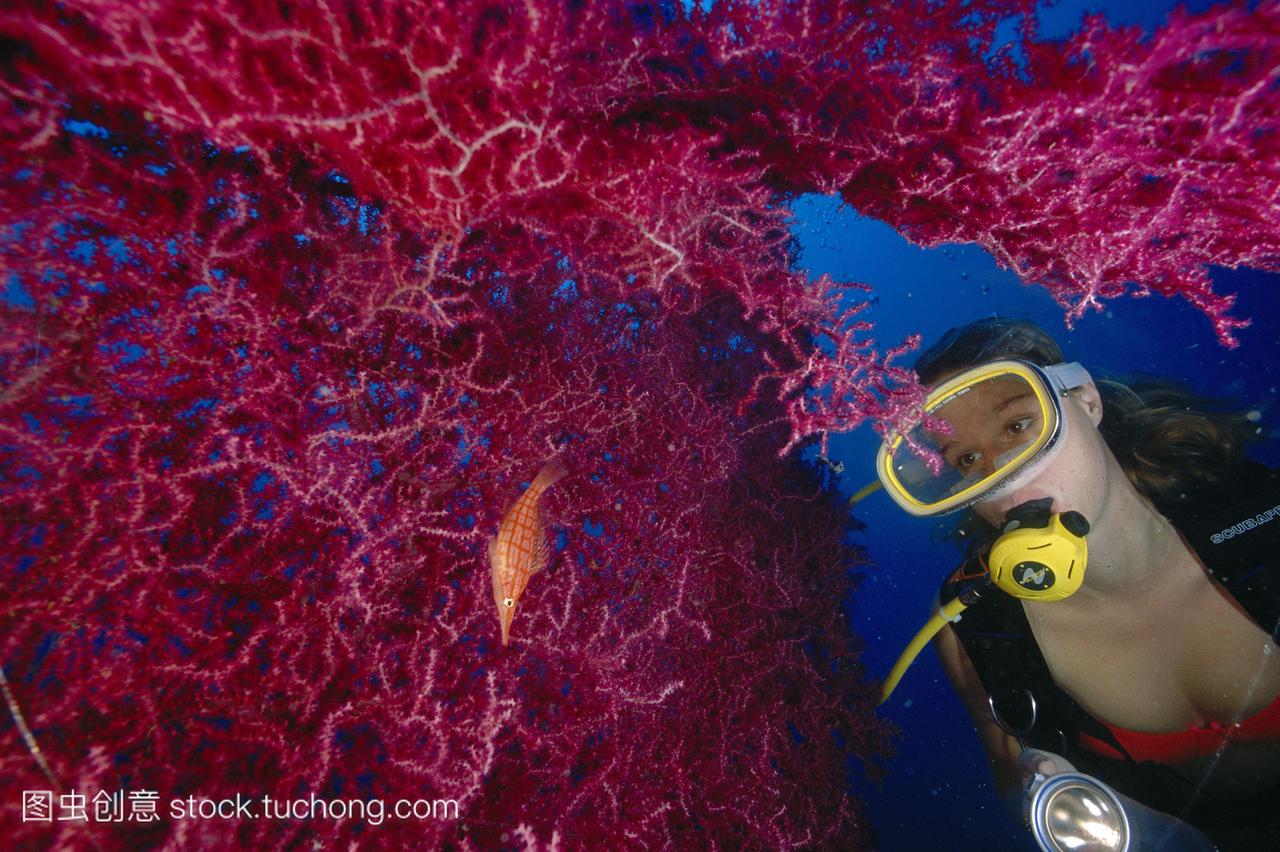 特写女潜水员,粉色软珊瑚和长鼻鹰鱼d1817