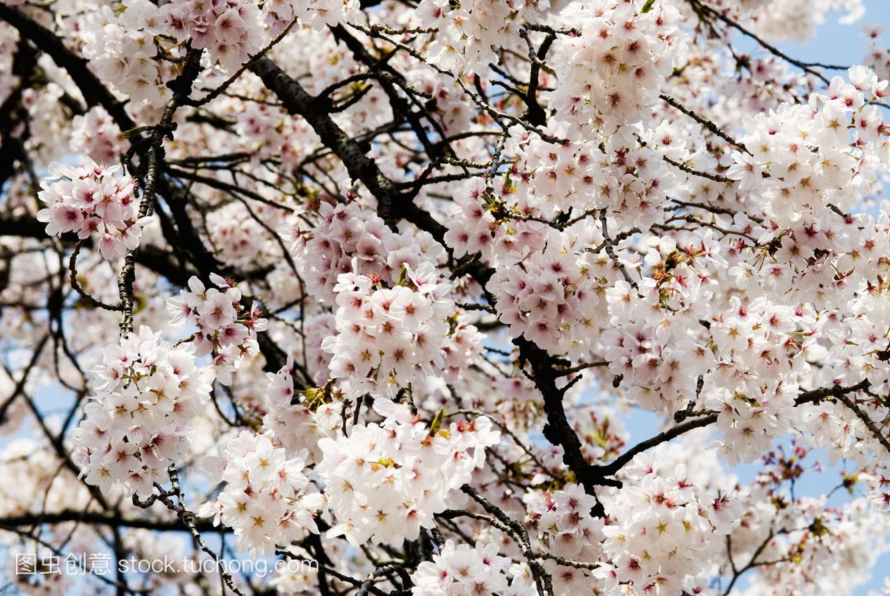 日本东京新宿御苑樱花的季节。