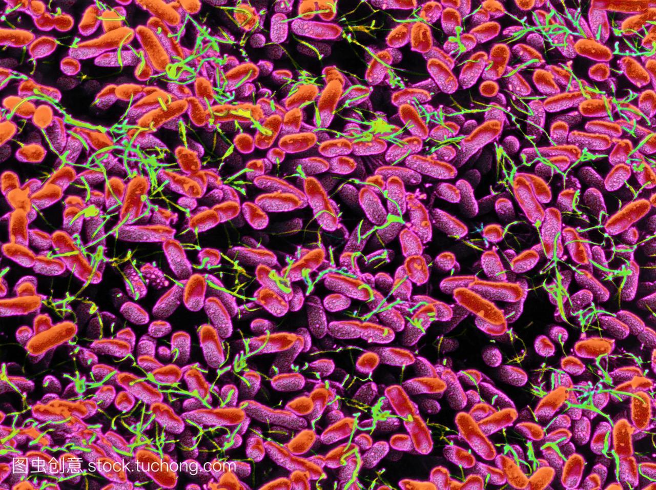 影SEM许多鼠伤寒沙门氏菌的细菌生长在血琼