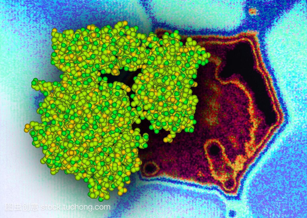 病毒酶神经氨酸酶的分子模型。背景是流感病毒