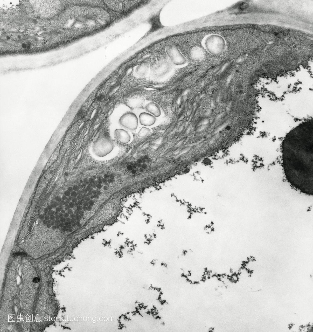 叶绿体。透射电子显微镜TEM截面叶片叶肉细