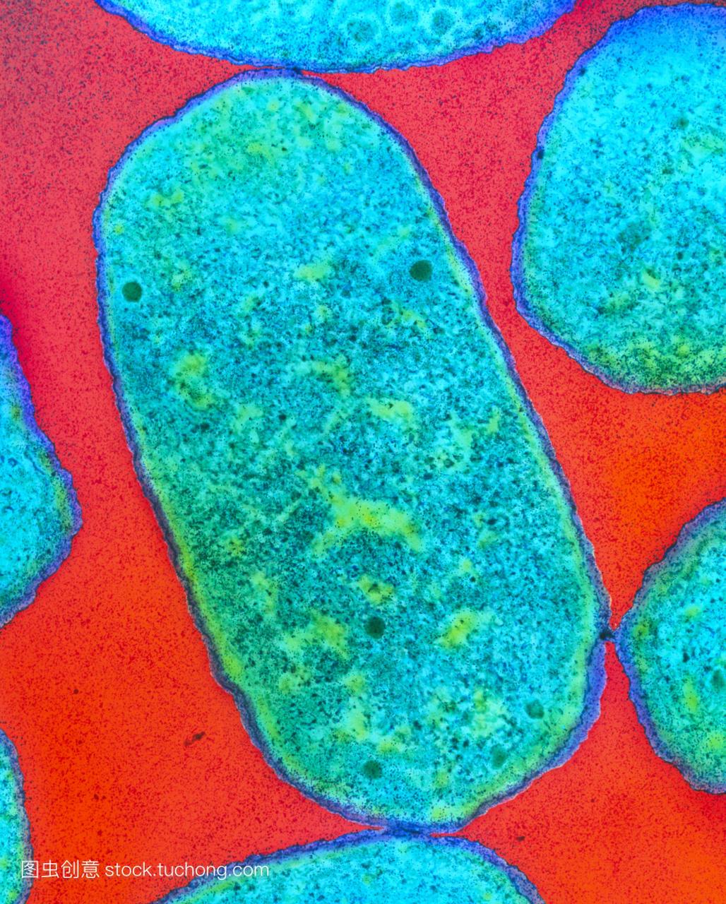 大肠杆菌O111细菌。彩色透射电子显微镜TEM