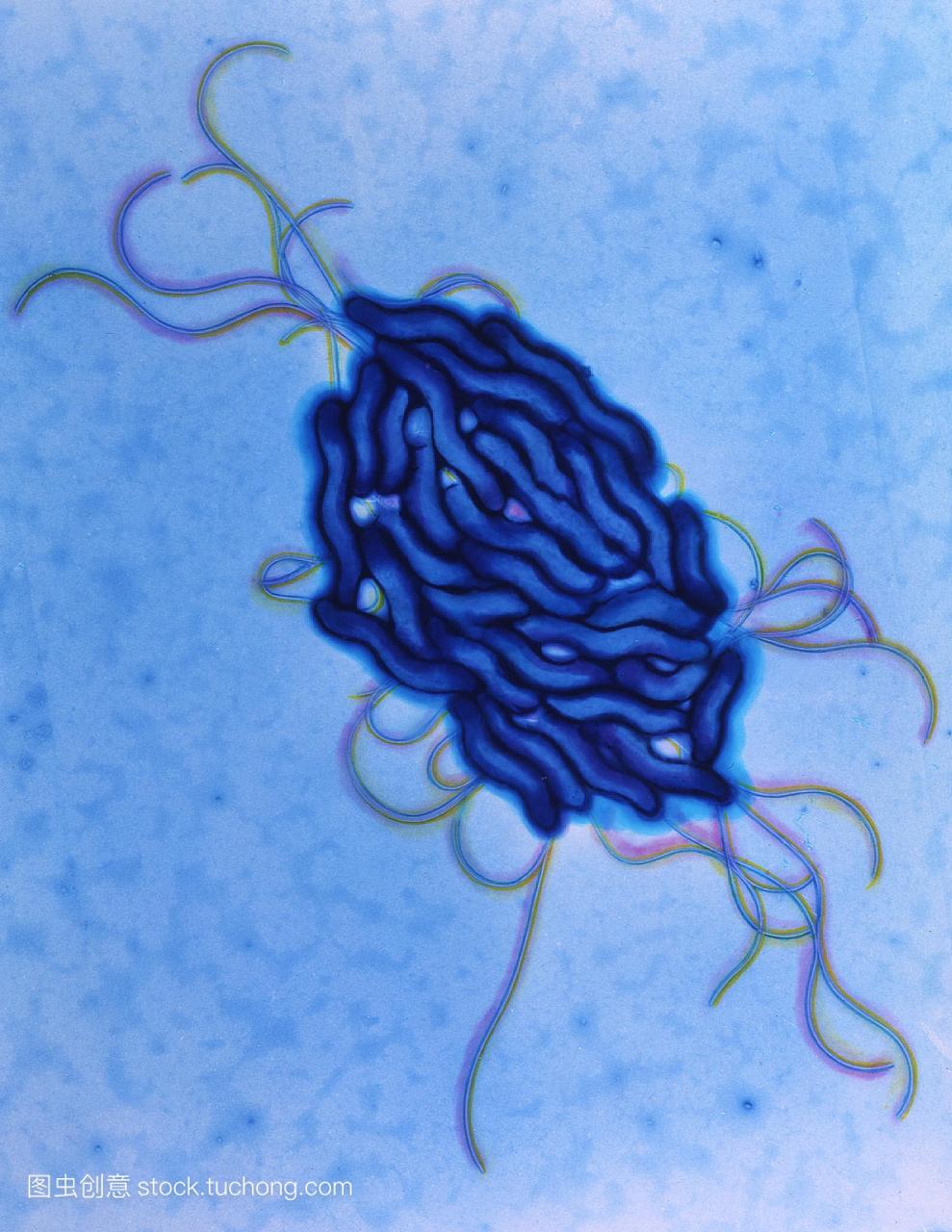 伪彩色透射电子显微照片空肠弯曲杆菌的细菌病