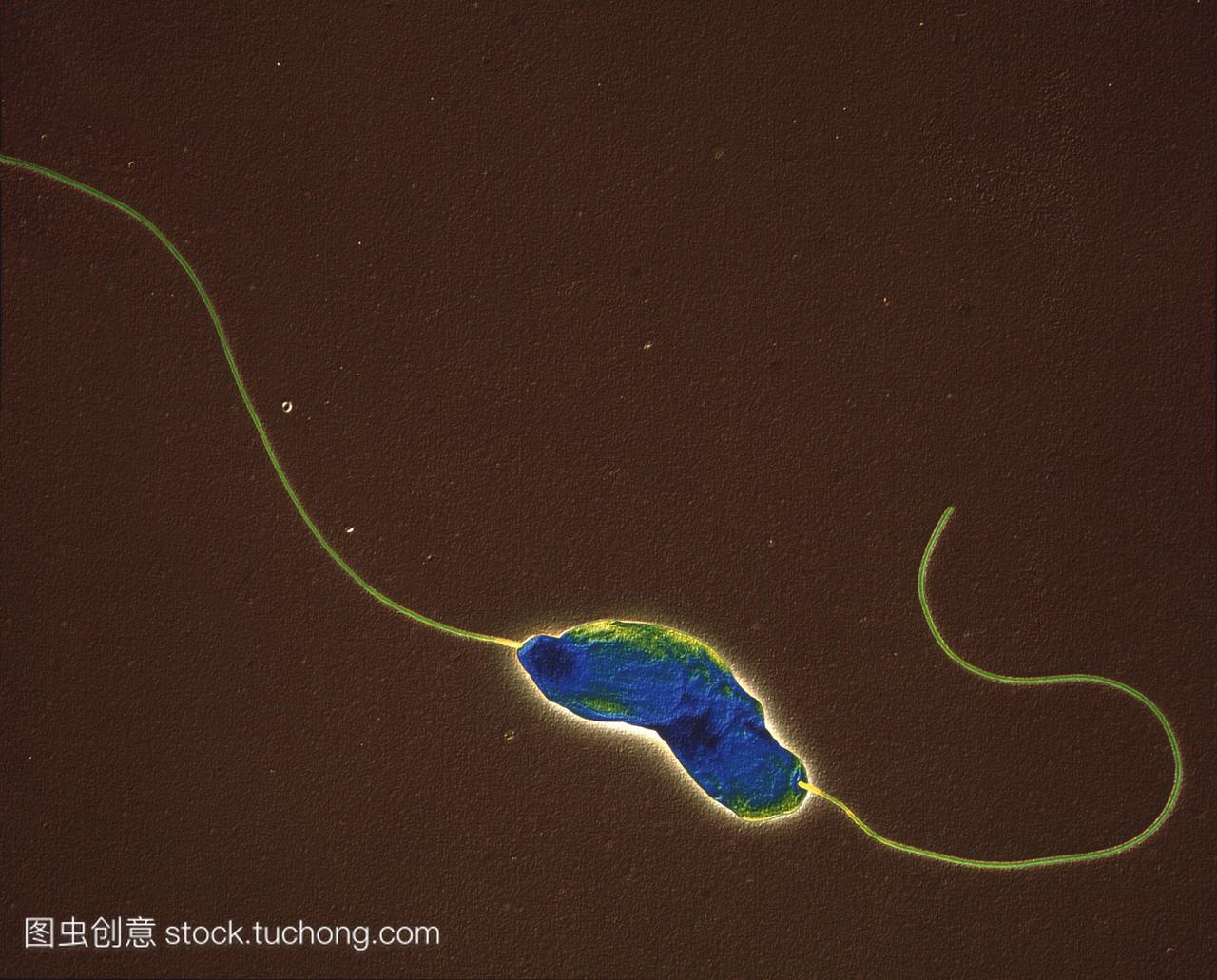 肠弯曲杆菌细菌。彩色反式-任务电子显微镜TE