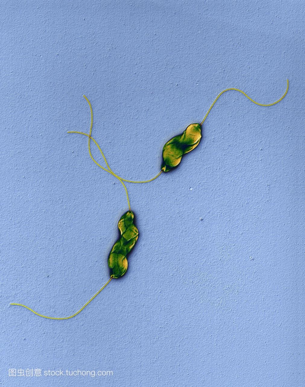 两个空肠弯曲杆菌的细菌。这些细菌可以生长的