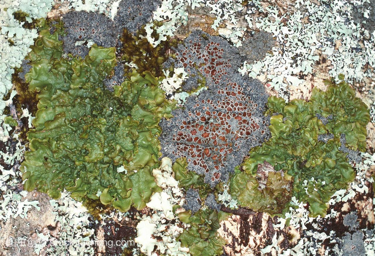 ucuparia树皮上生长的苔藓。这里有三种类型的