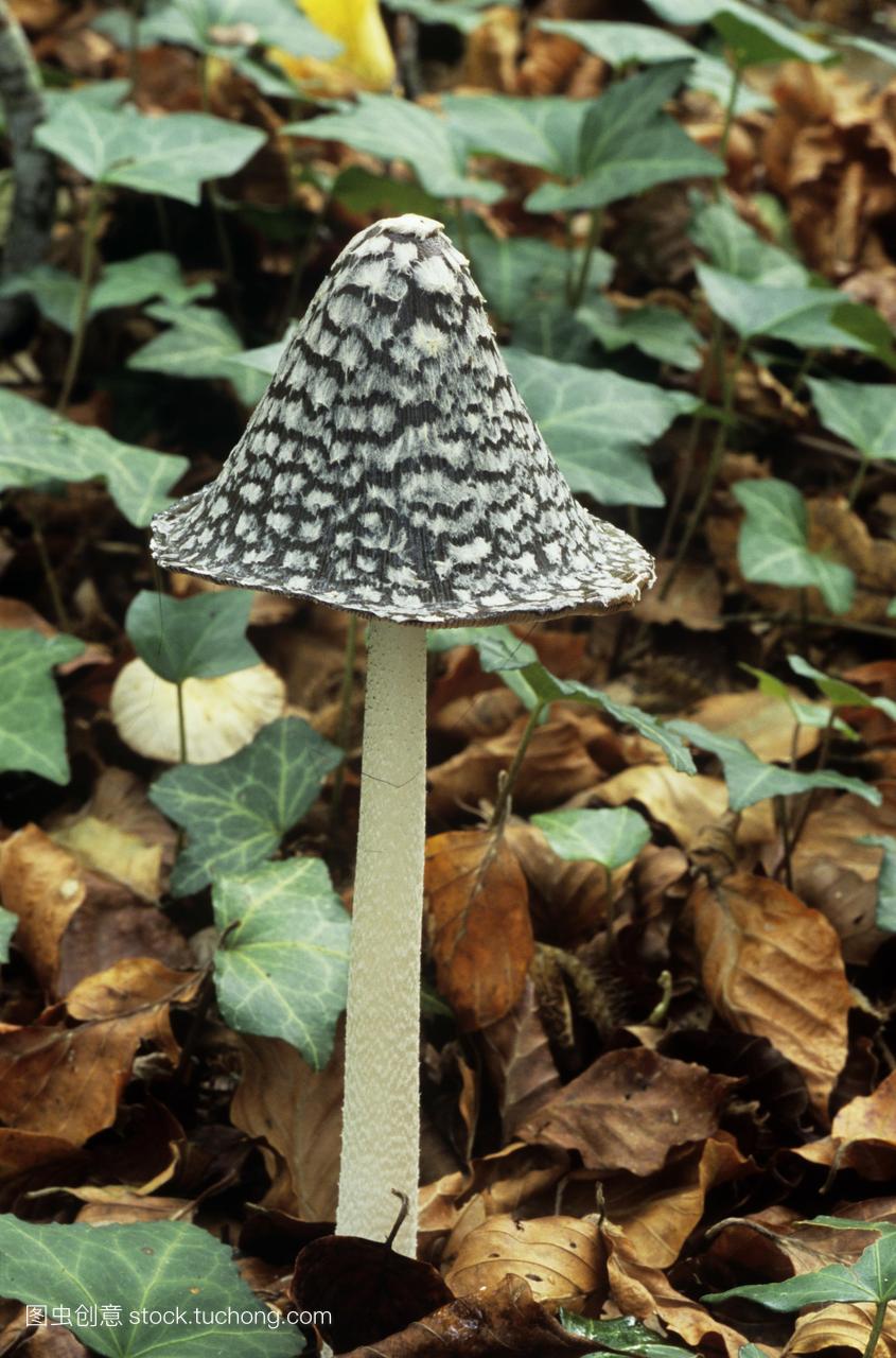 帽真菌鬼伞属picaceus的早期阶段的真菌孢子释