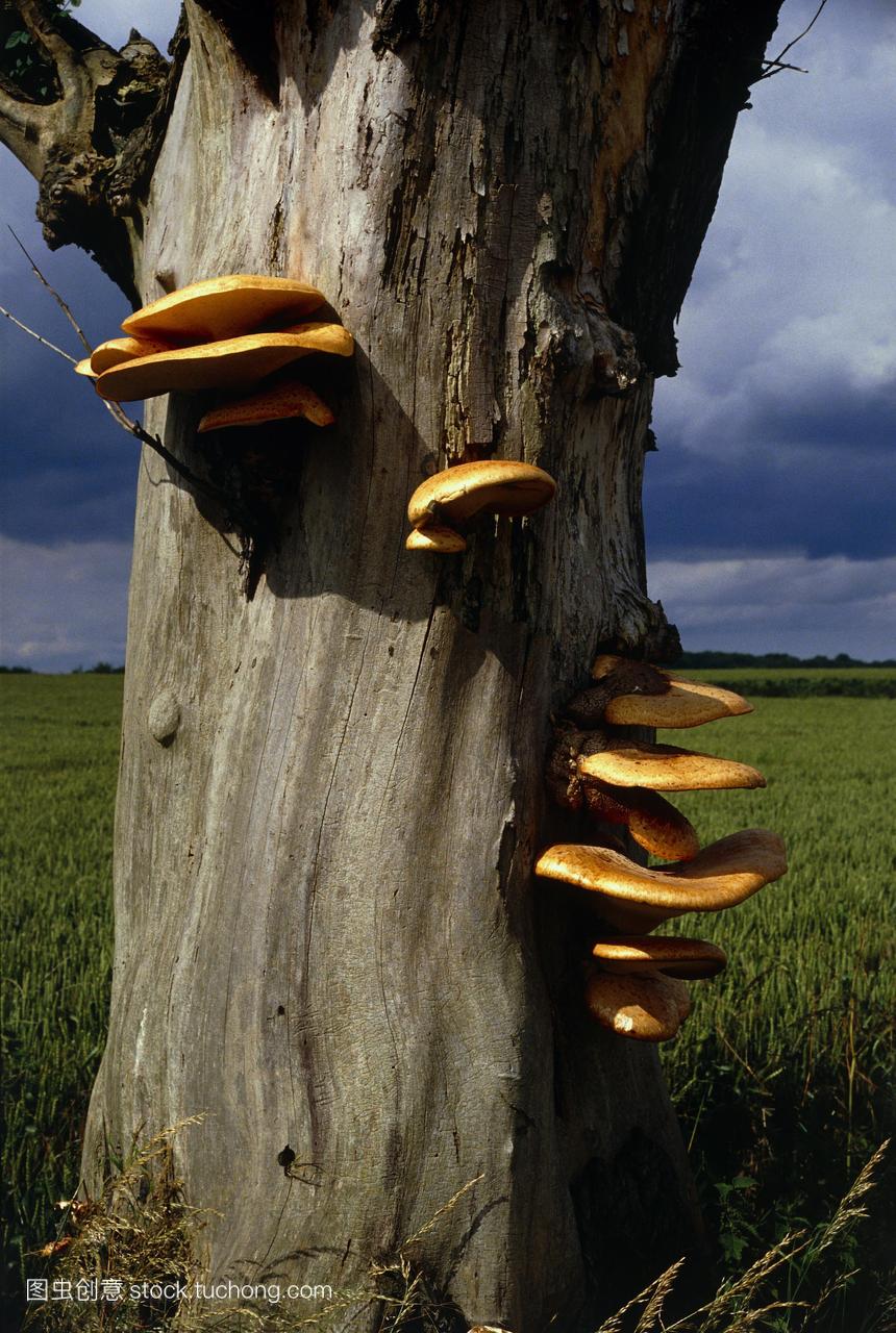 托架真菌生长在树干上的照片。托架真菌或文献