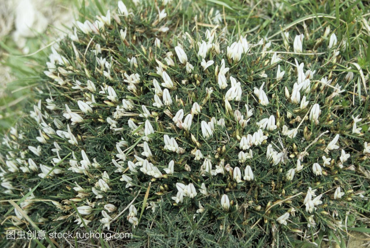 巴利阿里群岛鉴别花黄芪balearicus。拍摄的3