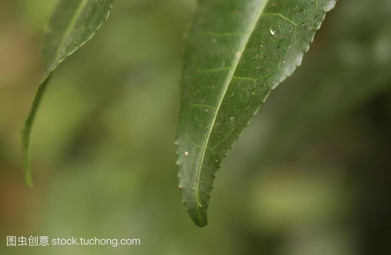 茶叶茶树。这些叶子干燥后可以泡在热水里泡茶