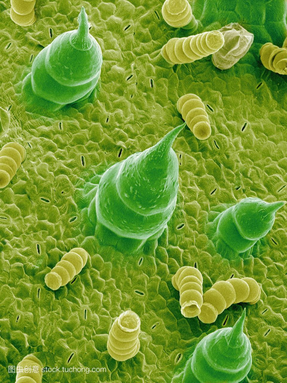 子显微图向日葵。绿色和黄色的结构是毛状体,