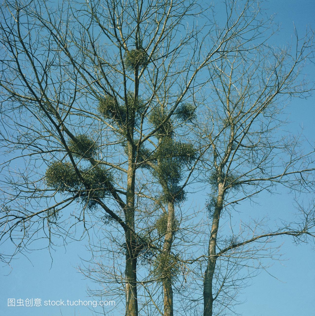 增长槲寄生槲寄生专辑的落叶树可能是黑杨树杨